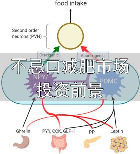 蛋白质摄入不足减重效果差_不忌口减肥市场投资前景_减重高蛋白饮食